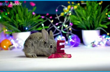 Adorable Baby Rabbit JoJo Eating ASMR Very Happy Letter E