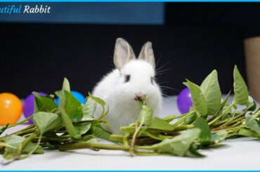 Adorable Baby Rabbit Picky eating water morning glory