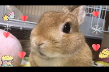 Funniest Rabbit Videos. Funny Pet Videos.Cute rabbit.