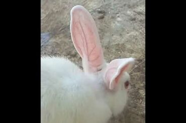 Cute rabbits playing with ball 😍😍🐇🐇
