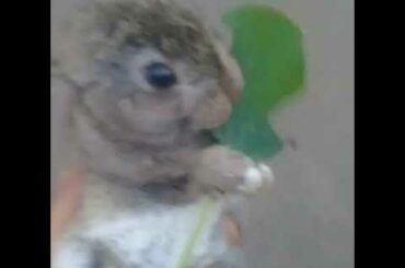 Cute bunny eating 🥰