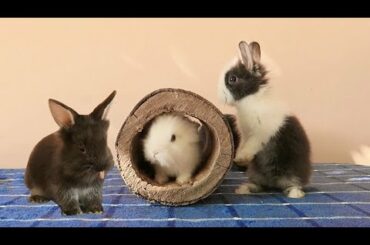 Baby Bunnies Doing The Cutest Thing EVER / Baby Bunny 4 Weeks Old 😍