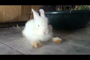 cute bunny rabbits||ఎంత ముద్దుగా  ఉన్నాయొ చూడండి