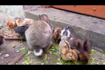 Cute Bunny Vs chicks eating