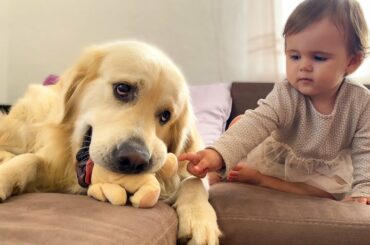 Golden Retriever Steals a Toy From a Cute Baby! [TRY NOT TO LAUGH]