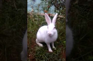 big bunny cute  video