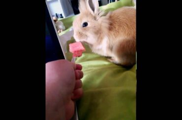 CUTE BABY RABBIT EATS A WATERMELON
