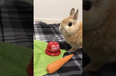 A Cute Bunny Rings For Carrots