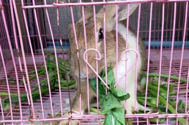 Rabit video #2 evaluateing my rabbits