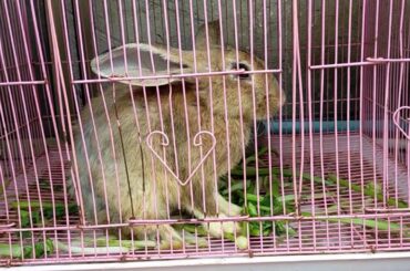 Rabit video #3 evaluateing my rabbits