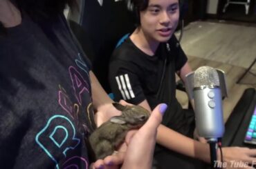 The Tube Family! OUR CUTEST VIDEO EVER!!! We Found Baby Bunnies in Our Garden!