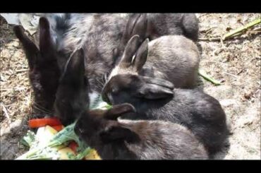 Baby Bunny Rabbits Feeding