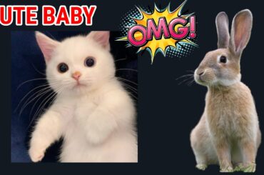 Funny and Cute Baby Bunny Rabbit Videos ! Part-43 ! Animals World