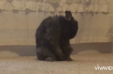 Cute Bunny Clip Of Oliver!