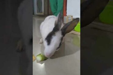 Cute baby bunnies eating bottle gourd#cute#bunniesofyoutube🥰😍🐇
