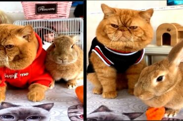 Cute Rabbits-Funny Baby Bunny Videos #4 تجميعة لقطات مضحكة للارانب  /online zoo