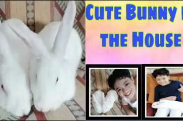 Cute Bunny | Pet in the House | New Friend