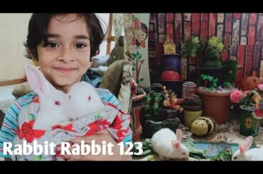 Rabbit rabbit 123/balcony pets/cute bunnies/daily rabbit routine