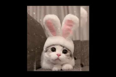 baby cat or baby rabbit?