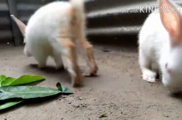 Rabbit babbies eating leaves