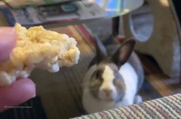 Cute bunny vs the rice cake