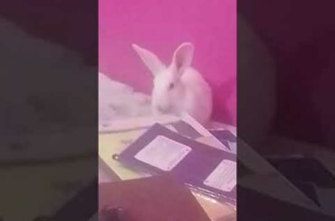 My baby rabbit eating my notebooks😜😜😜