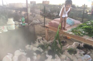 Cute 1000's of Rabbit || Rabbit farming  #shorts