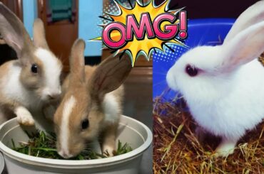Funny and Cute Baby Bunny Rabbit Videos ! Part-44 ! Animals World
