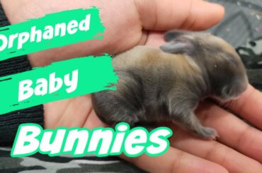 ORPHANED BABY BUNNIES AND A SURROGATE MOTHER | The Rabbit Sanctuary Australia