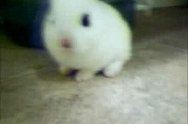 Baby Hotot Rabbit