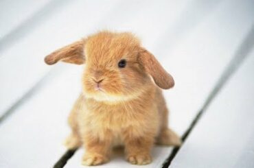 Baby Bunny Rabbit eating Plant