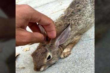 Rabbit Rescue From Skatepark || Best Viral Videos