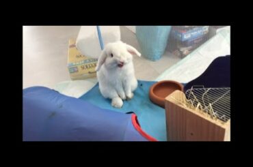 Cute Bunny Yawn and Hiccup
