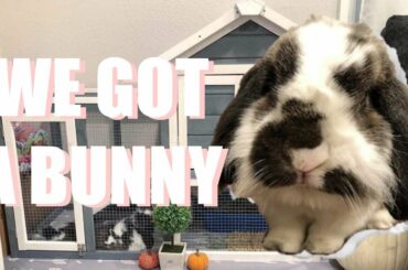 We Adopted A Bunny | VLOG | American Lop