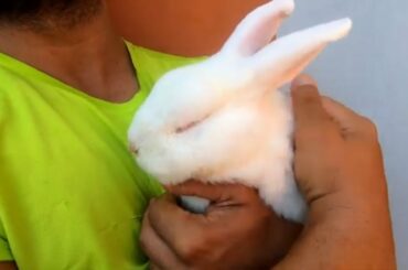Cute rabbit being cuddled