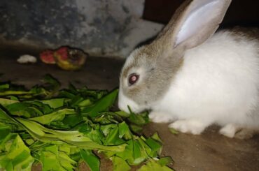 Rabbit eating cutely