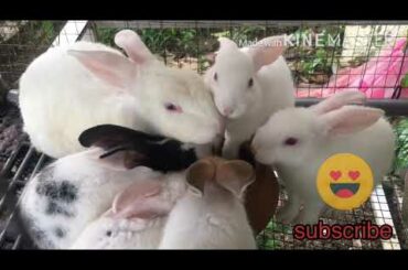 Cute Rabbits got new siblings | animals video