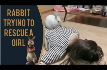Rabbit trying to save a girl's life,cute rabbit