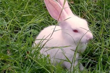 Cute Rabbit