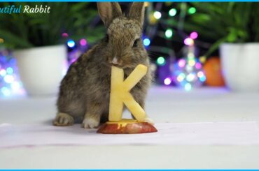 Adorable Baby Rabbit JoJo Eating ASMR Very Delicious Letter K