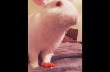 Watch this cute bunny eat a carrot!!!