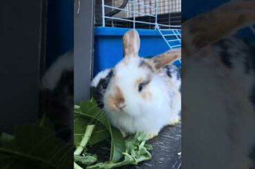 Baby Bunnies eating O-0