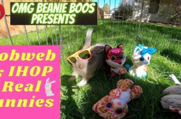 Cute Bunnies and Beanie Boos!
