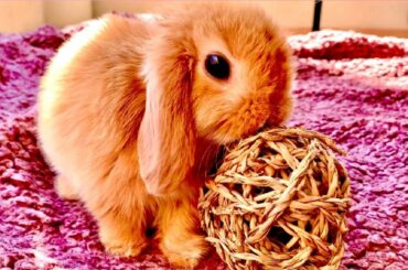 Cute tiny bunny playing with chew toy