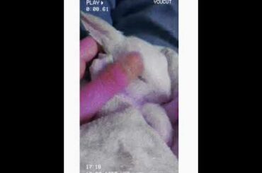 Cute Baby bunny sleeping