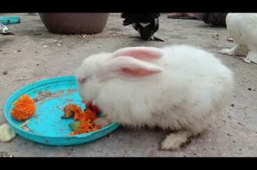 #2 rabbit video Funny and Cute Baby Bunny Rabbit Videos 🐇 Baby Animal Video Compilation 2020 small