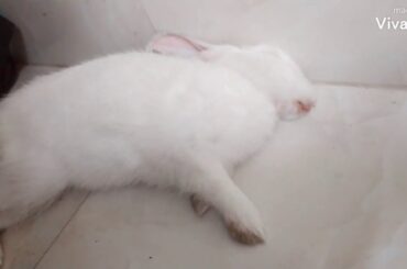 Cute Bunny sleeping / Tofuu the bunny / Intro 💕