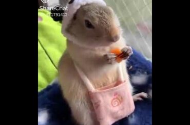 Cute Bunny 🐇🐰
