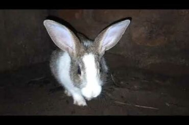 Cute bunny reaction at night