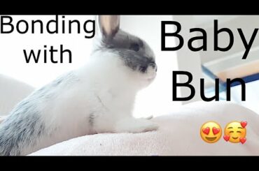 Bonding with Baby Bunny Playing on Couch Exploring #cutebabyrabbit #babyrabbit #babybunny